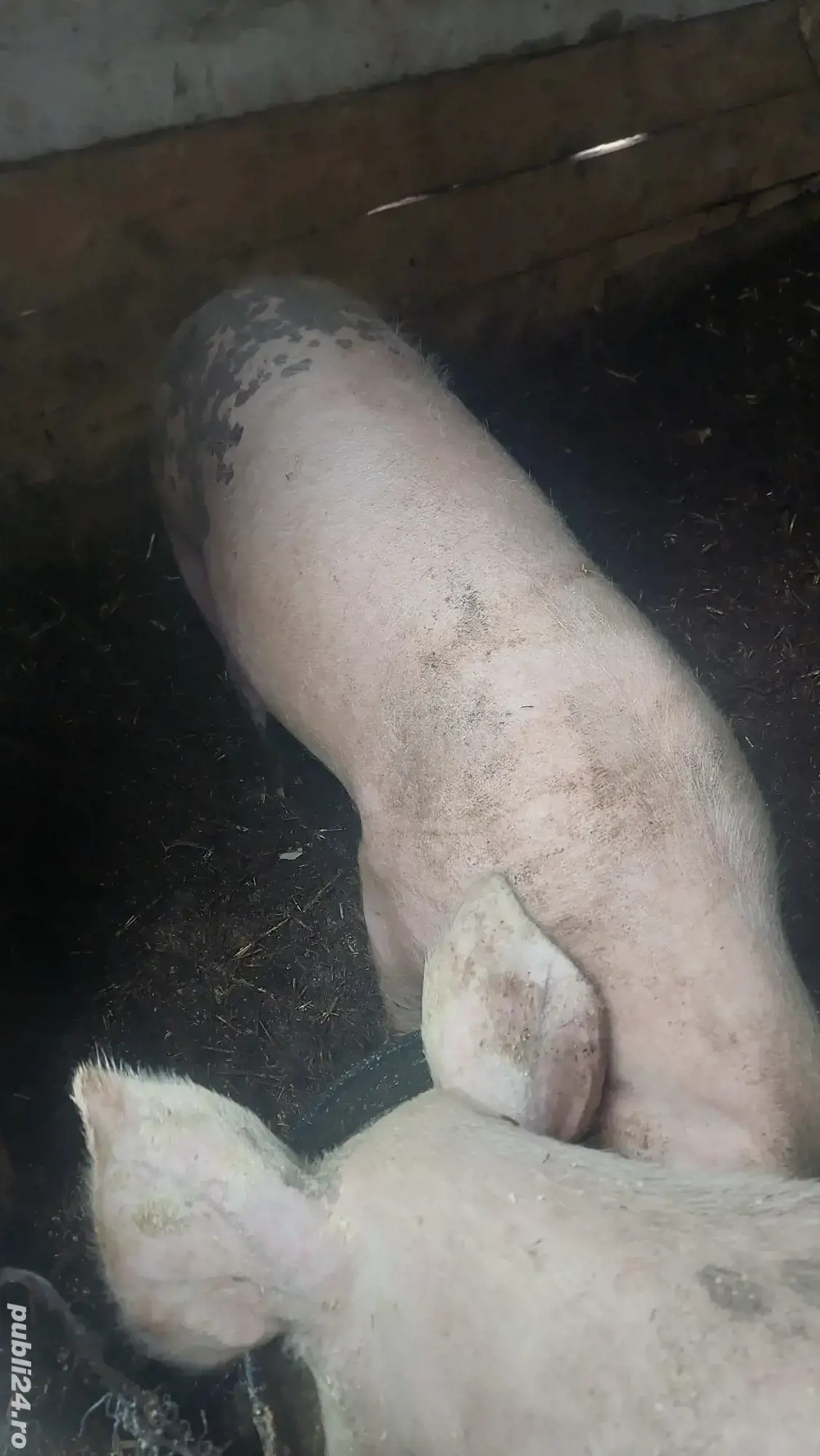 porci de rasa intre 70-90kg 