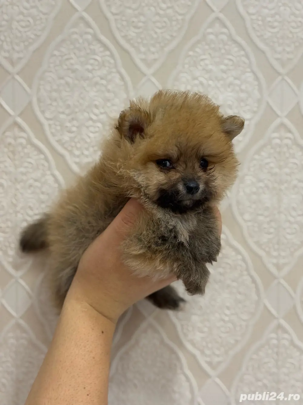 Pomeranian fetita 