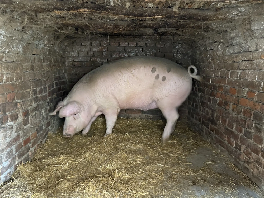 Mă vinde, caut alt stăpân.