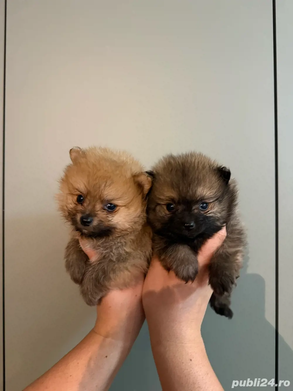 Pomeranian maro fetita 