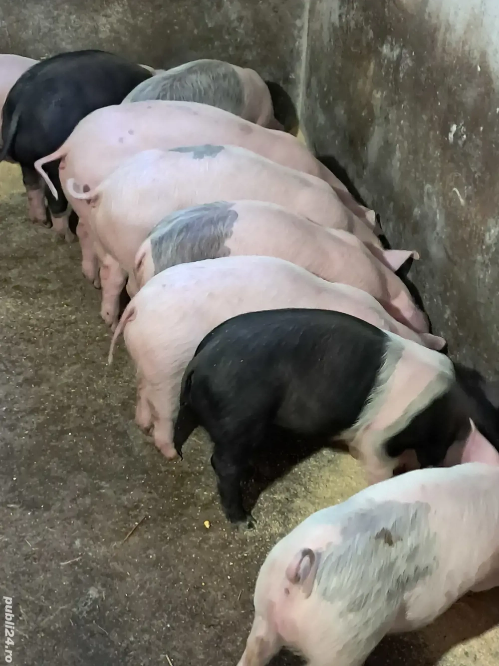 purcei (suldei) 10 săptămâni 