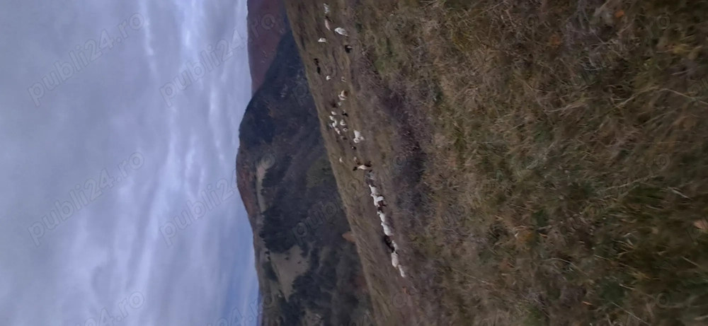 Vand 10 capre bune de lapte