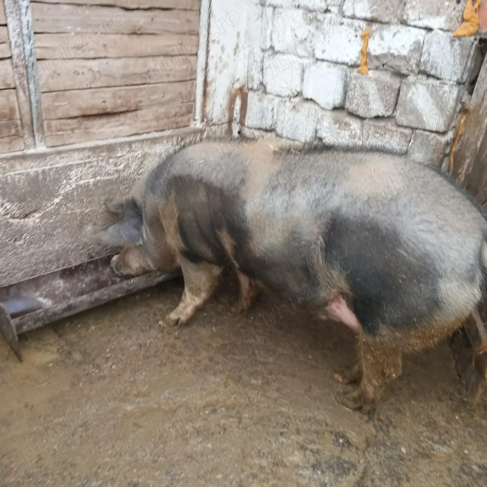 Vând porc de Crăciun