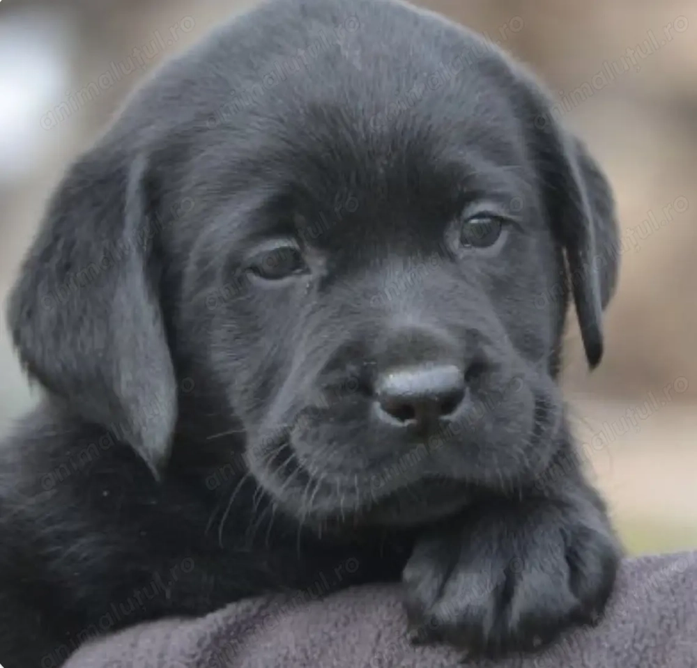 Labrador retriever mascul și femela