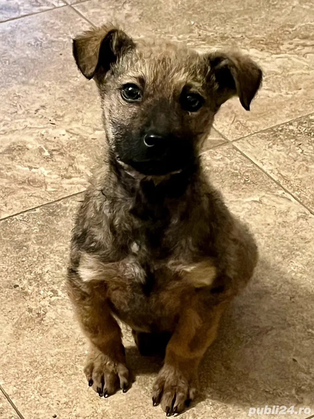 Dau cațeluș în vârstă de 4luni .