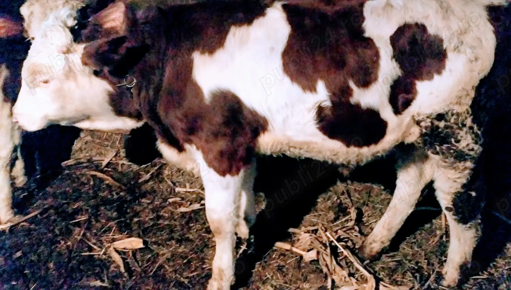 Vand tăuraș 300 kg