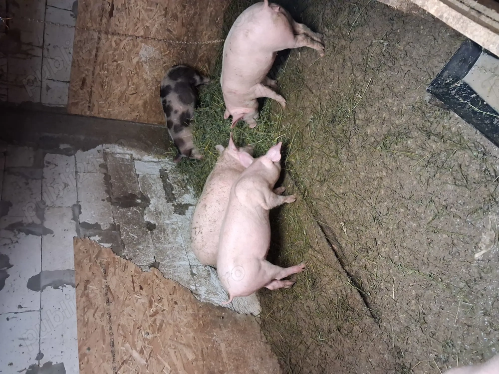 Grasuni 30 kg - 45 kg 