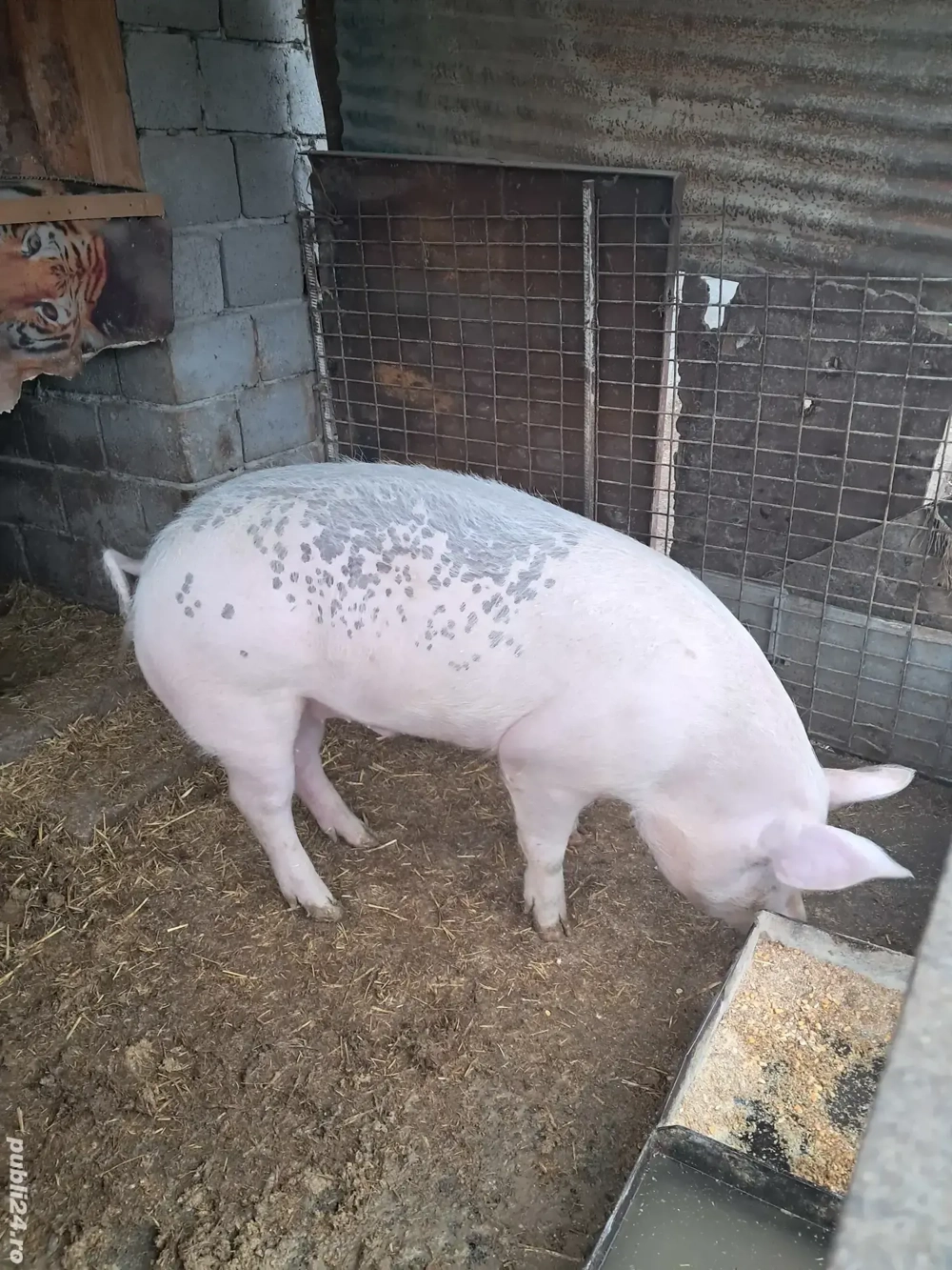 porc de vânzare 
