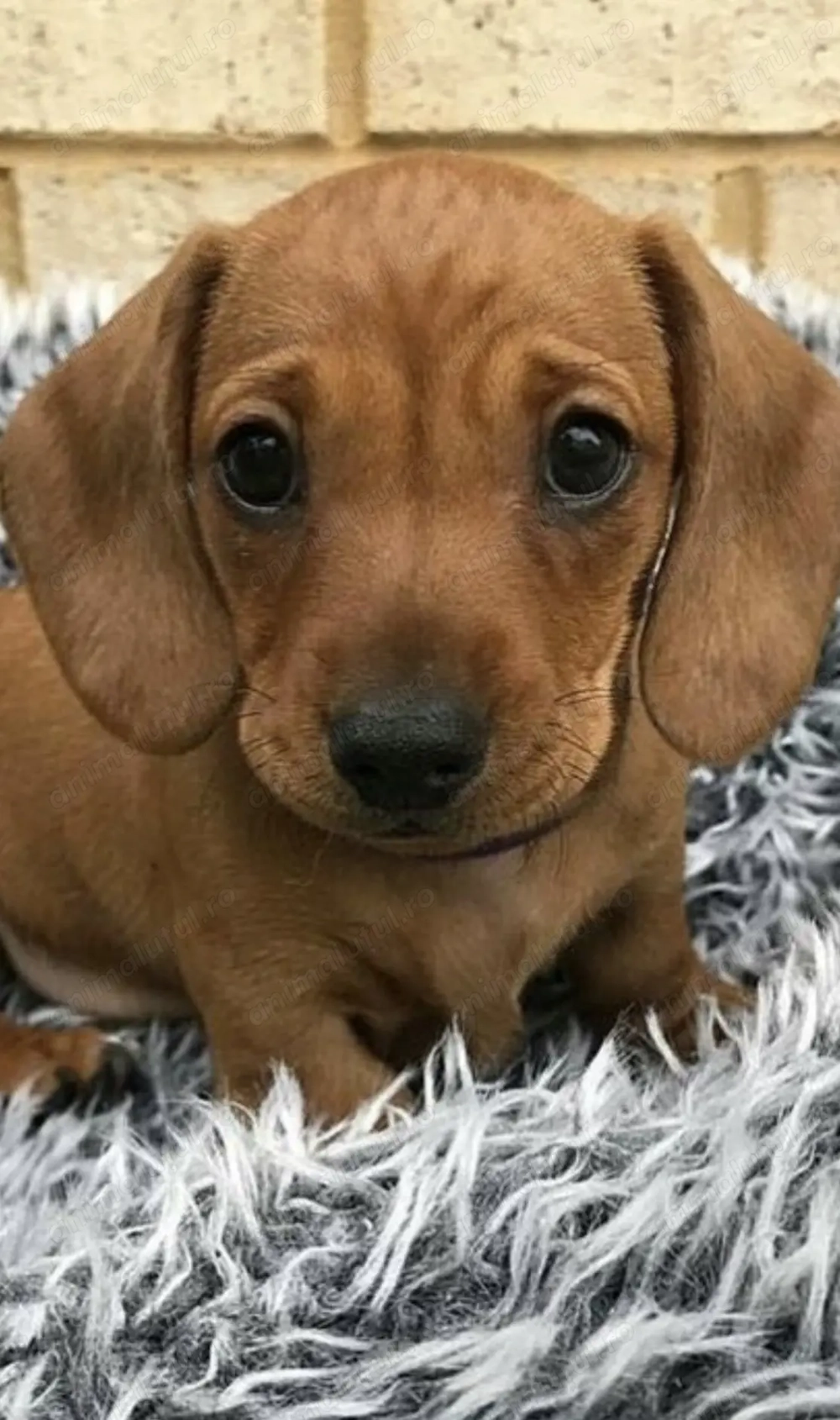 Teckel mascul și femela