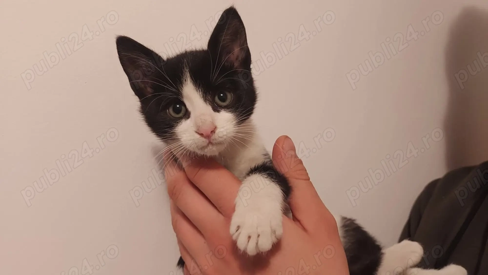 2 pui pisici spre adoptie (baiat si fetita)