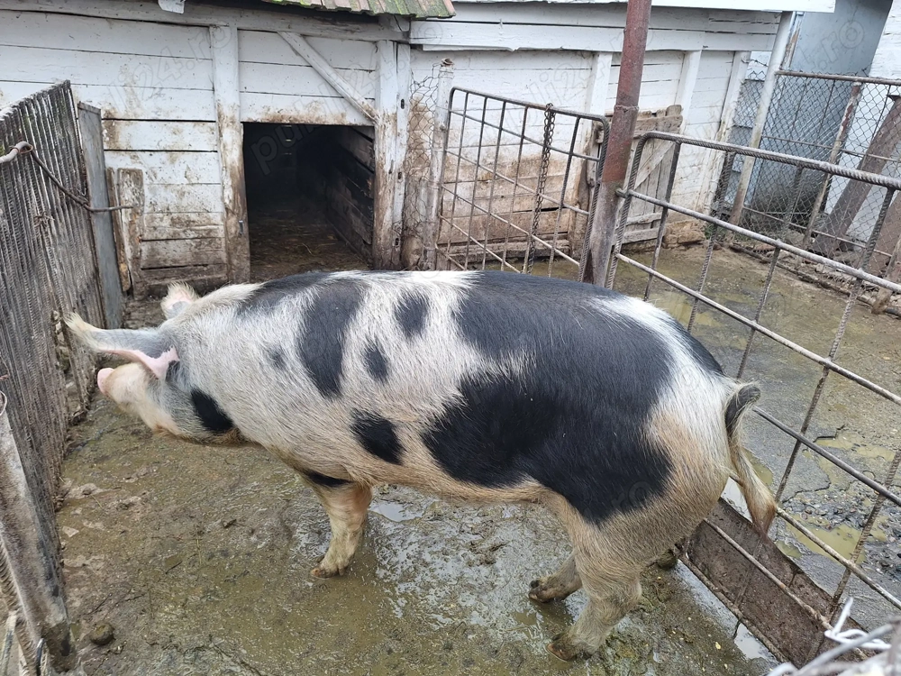 Vand porc 160-170 kg,Bucerdea Granoasa,jud.Alba,14 ron kg