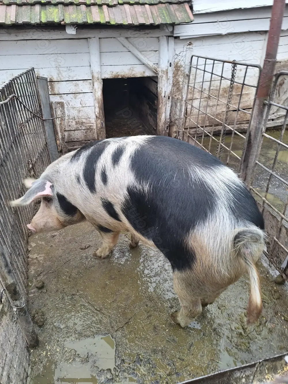 Vand porc 160-170 kg,Bucerdea Granoasa,jud.Alba,14 ron kg