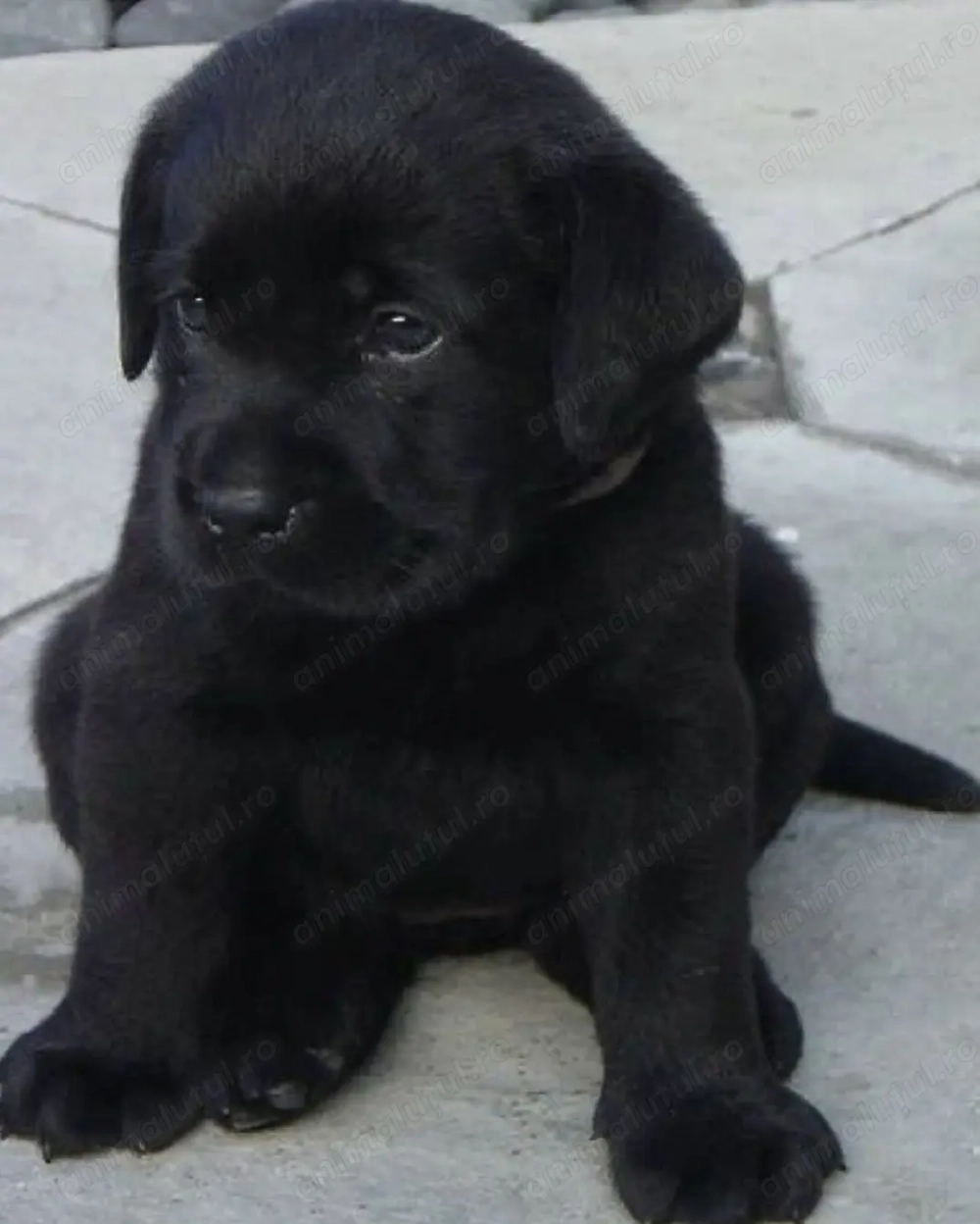 Labrador Retriever femela și mascul