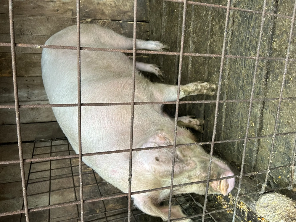 Vând scroafă rasa carne  aproximativ 170kg