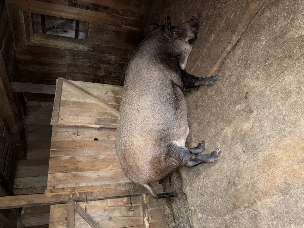 Vand porc aprox 15 lei kg