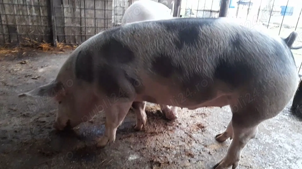 Porci de vânzare.