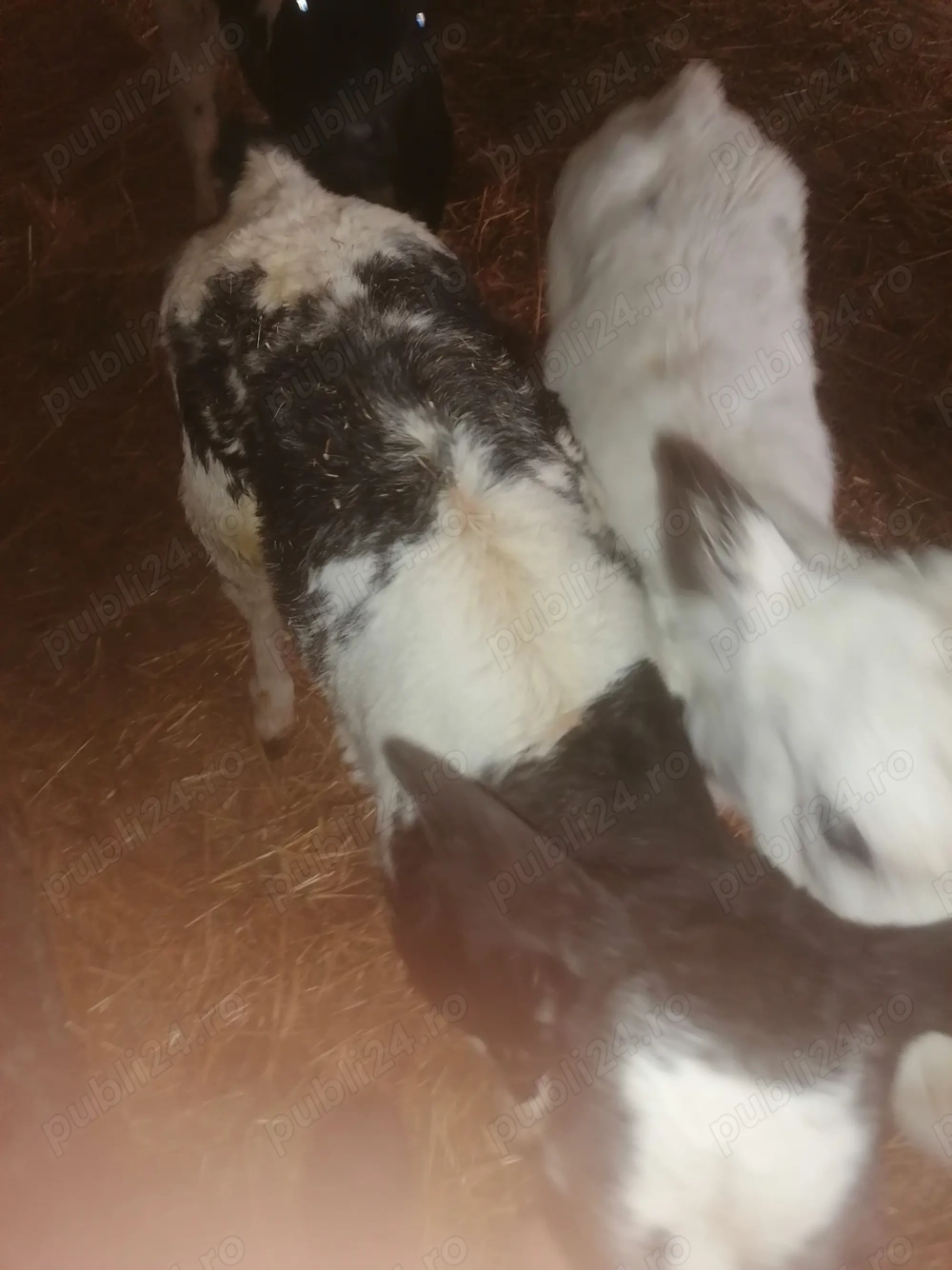 Vând 3 vițele alb albastru 