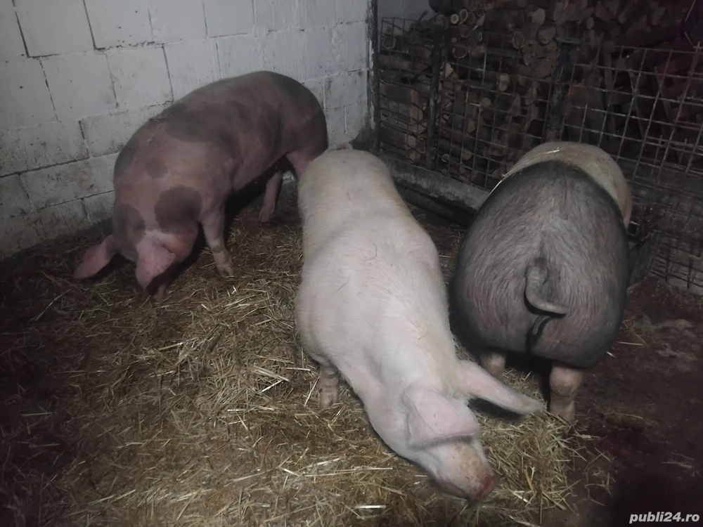 de vanzare porci de calitate de carne 