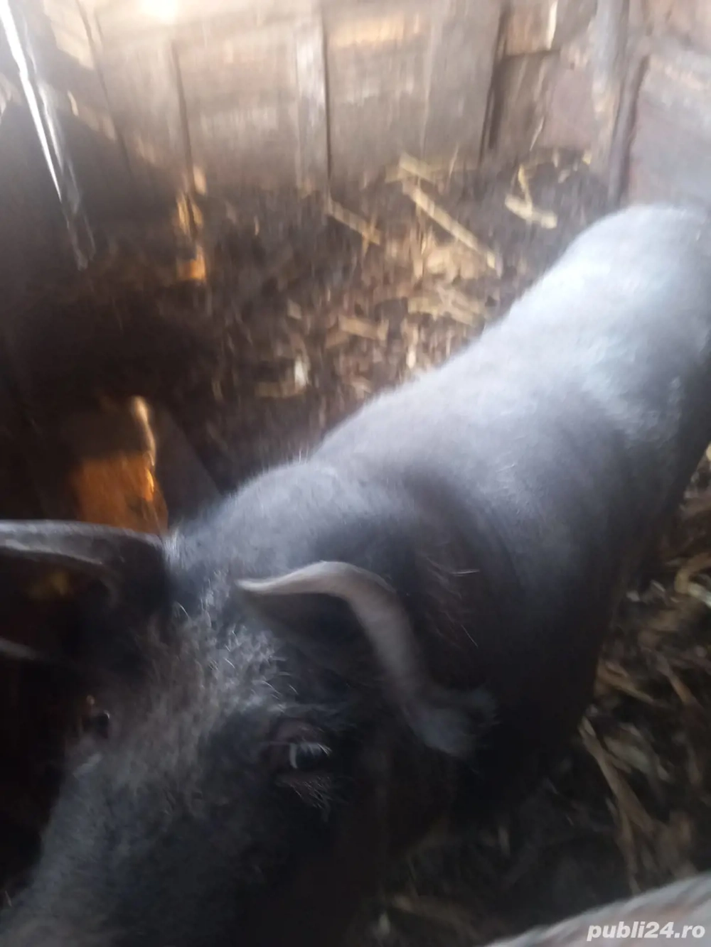 vând  porc  de carne sat chiscareni comuna Șipote  județ  iasi 