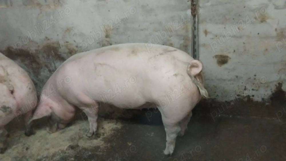 Porci de vanzare Darza,Crevedia 