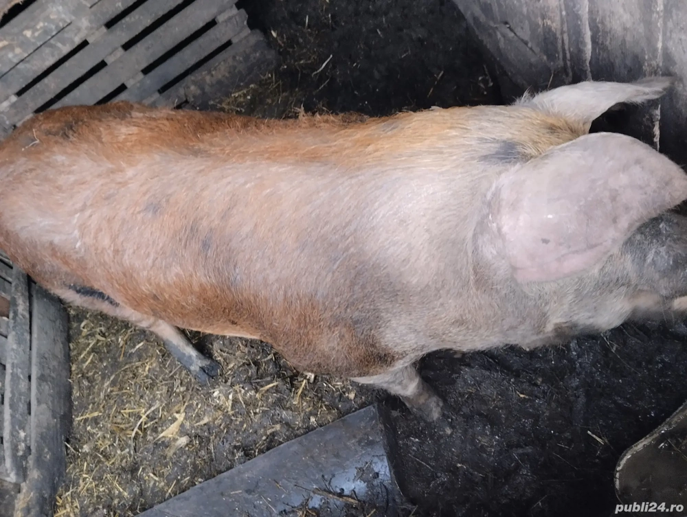 Astăzi valabil! 23 mil  170 kg.