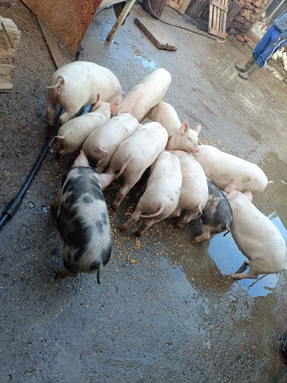 Purcei 12 săptămâni 13disponibili 