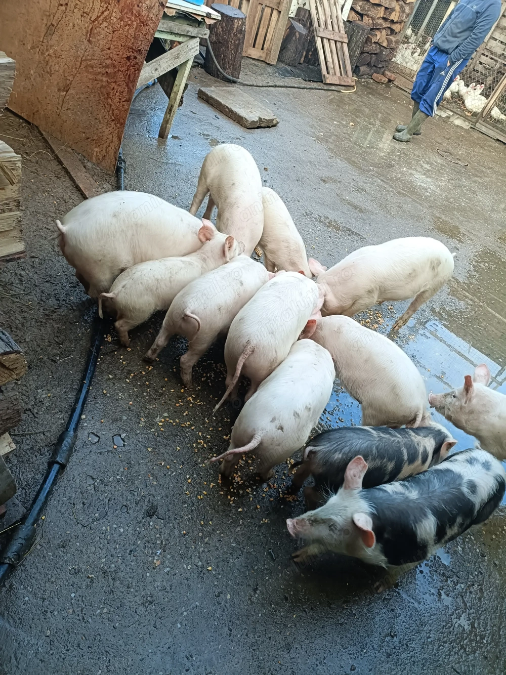 Purcei 12 săptămâni 13disponibili 