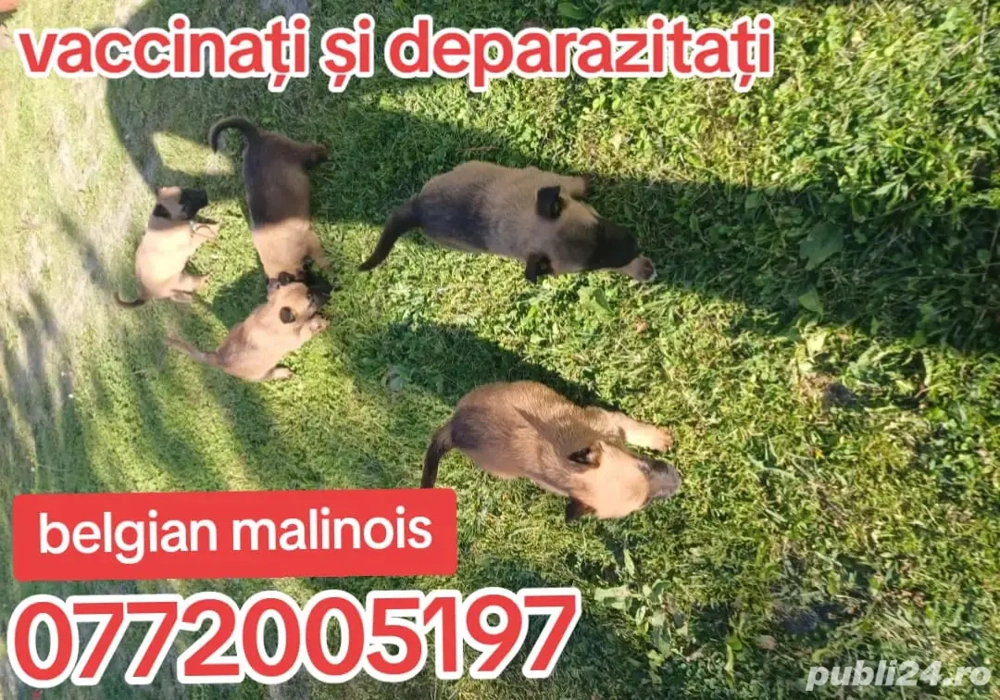 pui ciobanesc belgian malinois