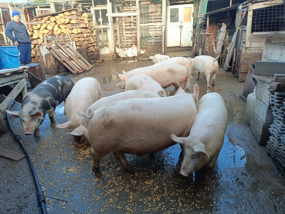 Porci pentru sacrificat între 80 și 120 kg
