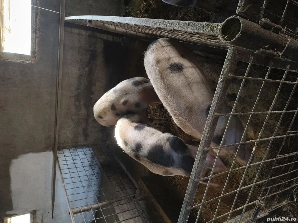 vand porci de carne crescuti bio