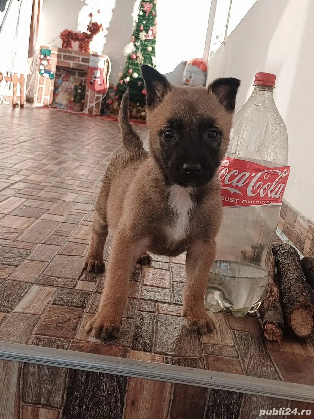 caței belgian malinois