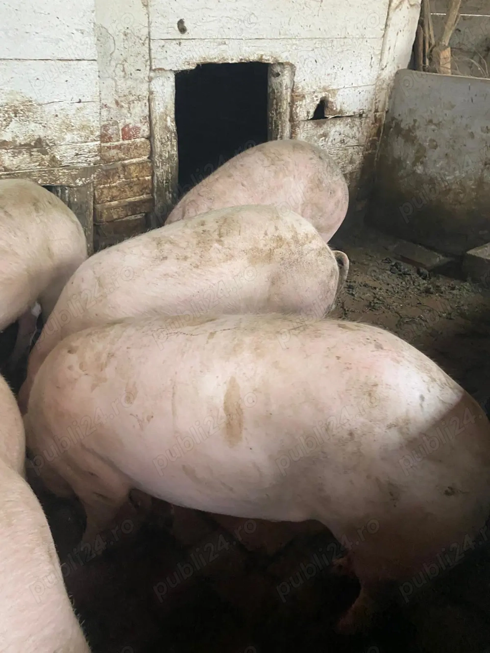 Vând porci de carne 100-120 kg crescuti cu porumb si trifoi