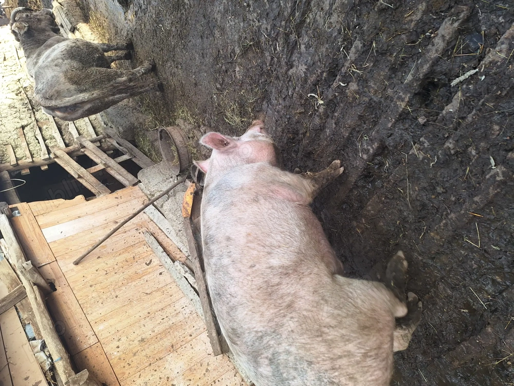 Porci de vanzare 14 lei kg 