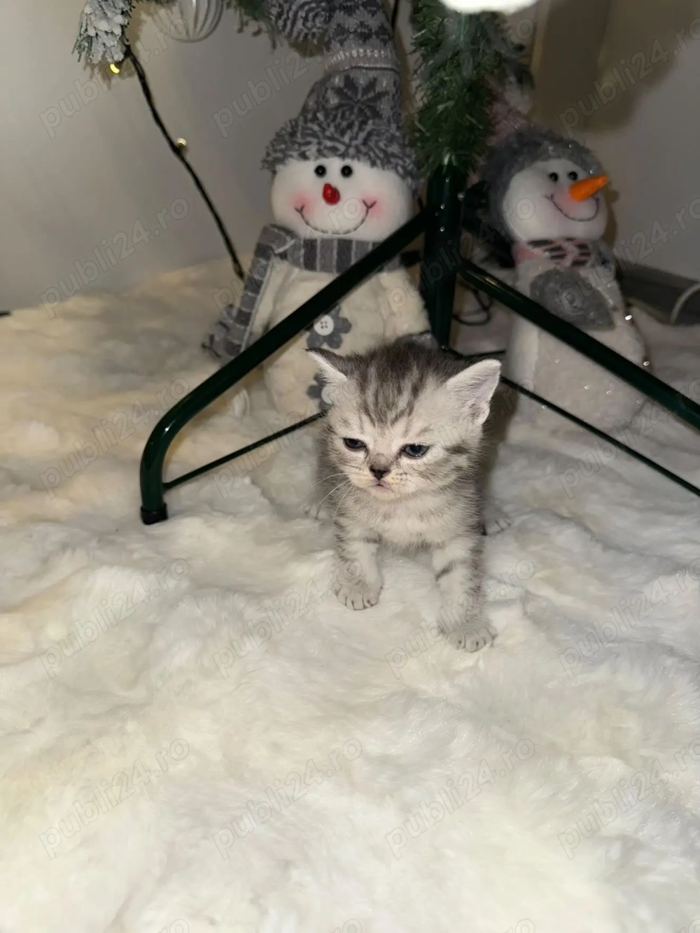 Puiuț british tabby 