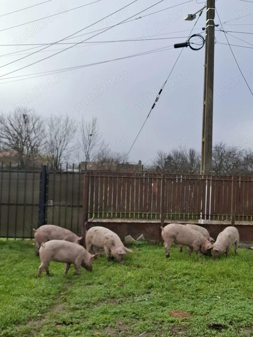purcei de vânzare 