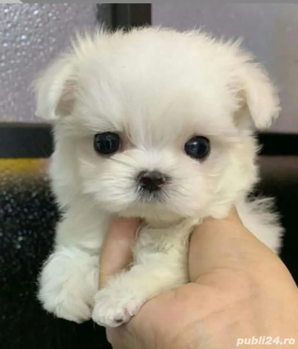 Bichon mini toy 