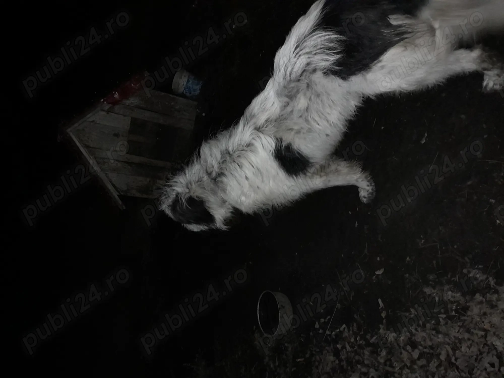 Vand Caine Mioritic de bucovina