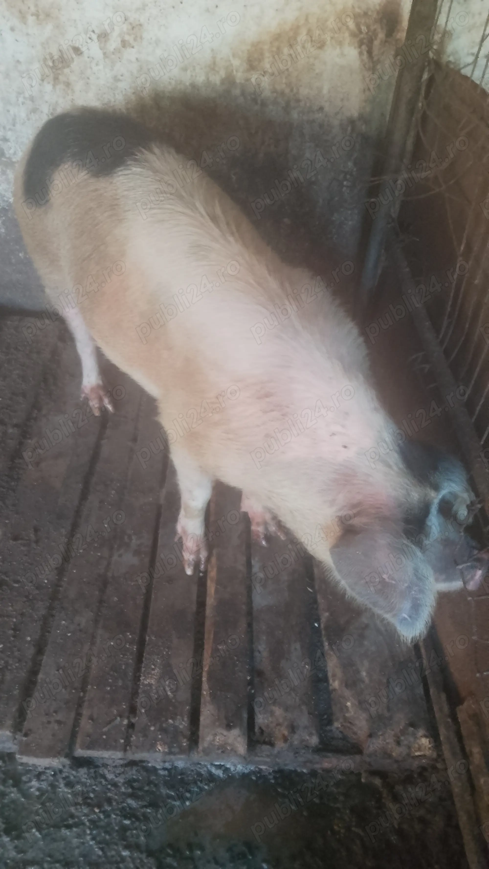 Vând porci de ȚARĂ .