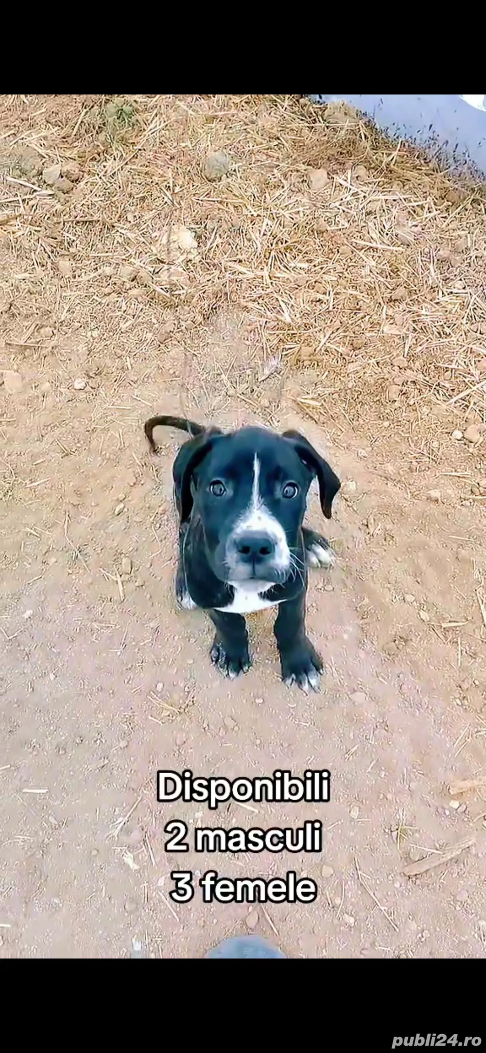 Vând Metis Cane Corso