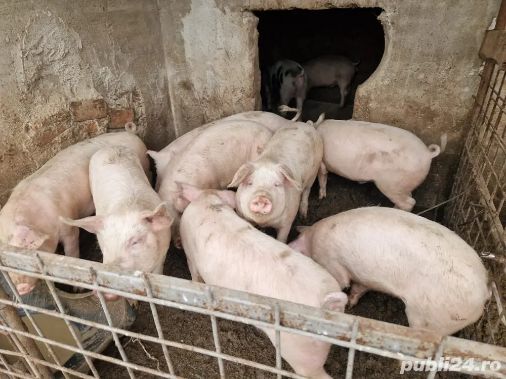 porci de vanzare