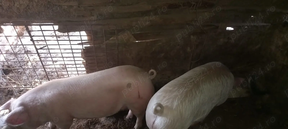 Grasuni de vanzare 15 lei  kg greutate 75-100 kg