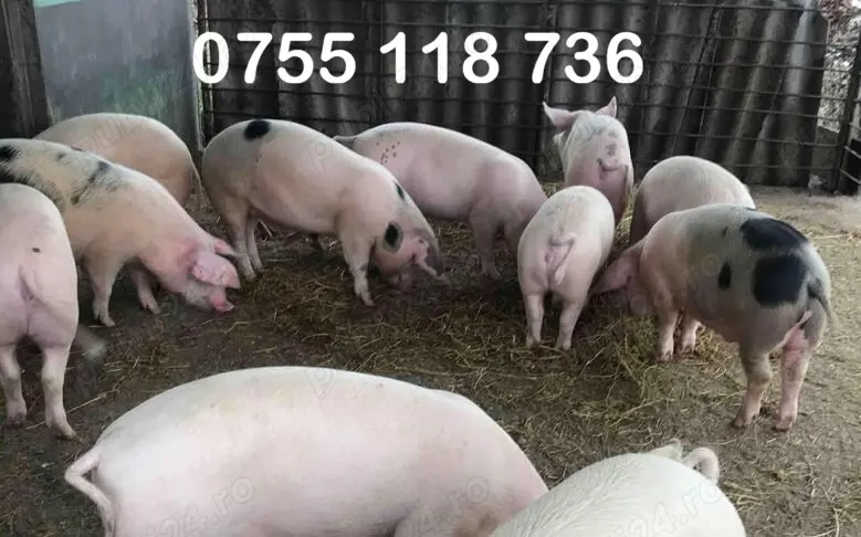 Vand porci si purcelusi de craciun