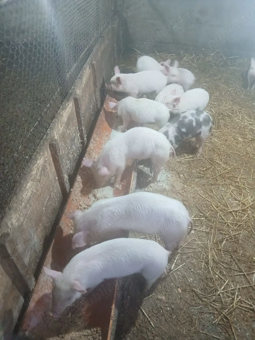 Vând purcei 6 săptămâni 