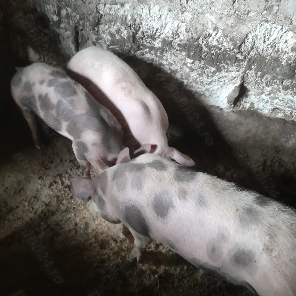 Vând grăsuni 60-70 kg