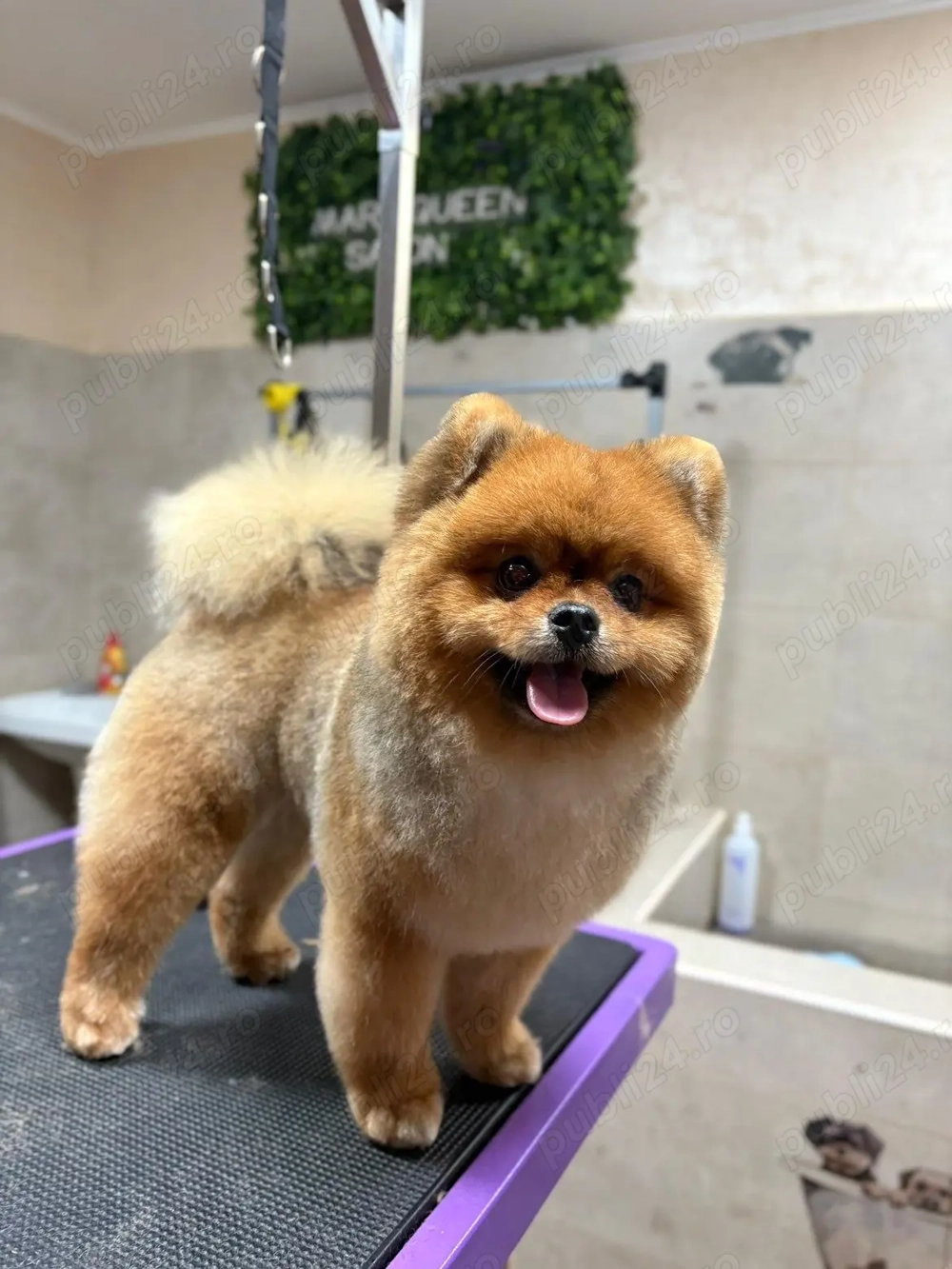 Mascul Pomeranian 1 an si 4 luni