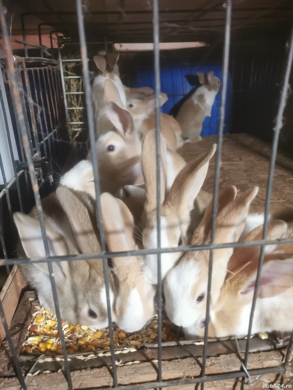 Vând Hycole Francez