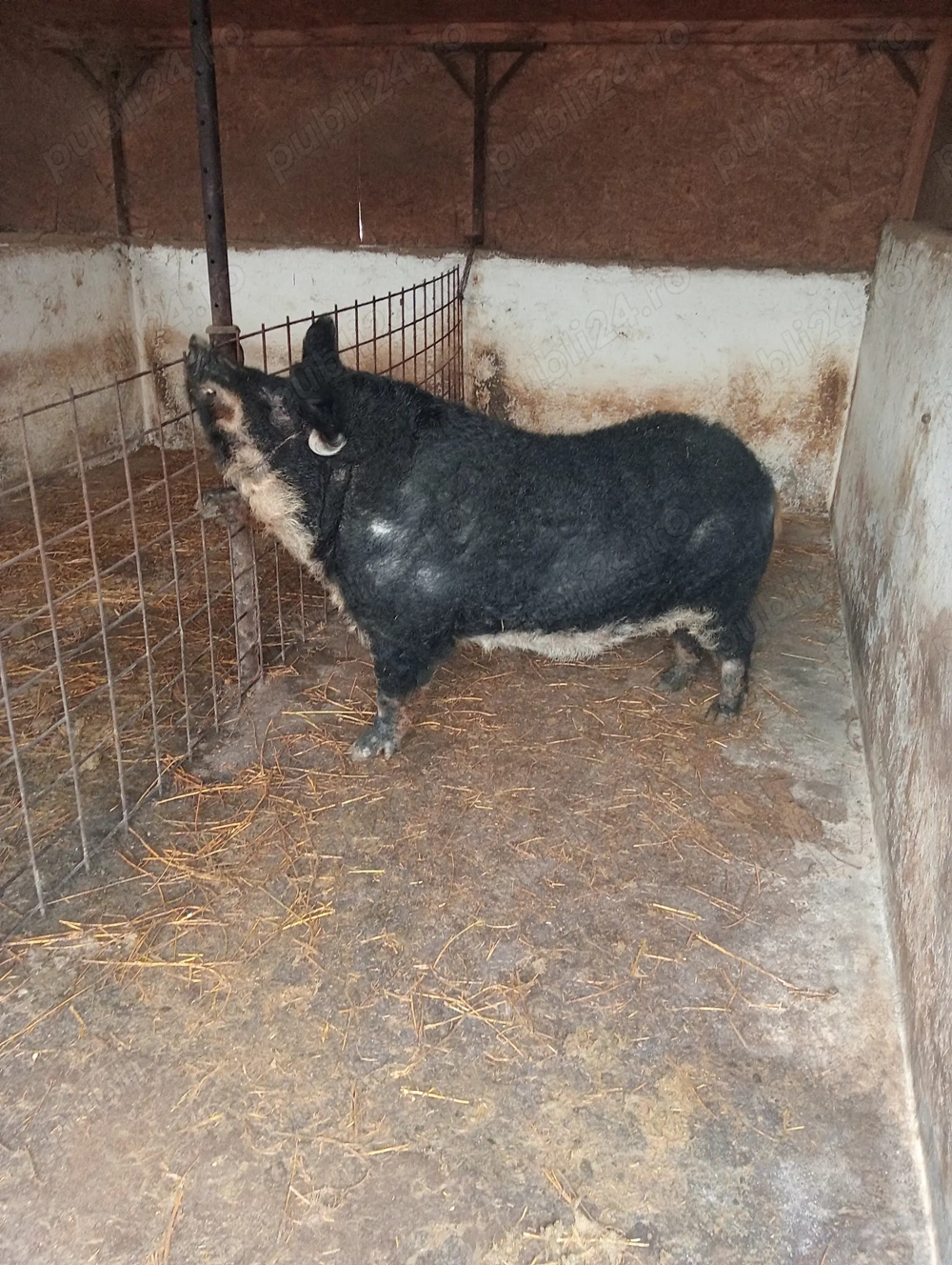 Vier Mangalița (Burtă de Rândunică) de reproducție 