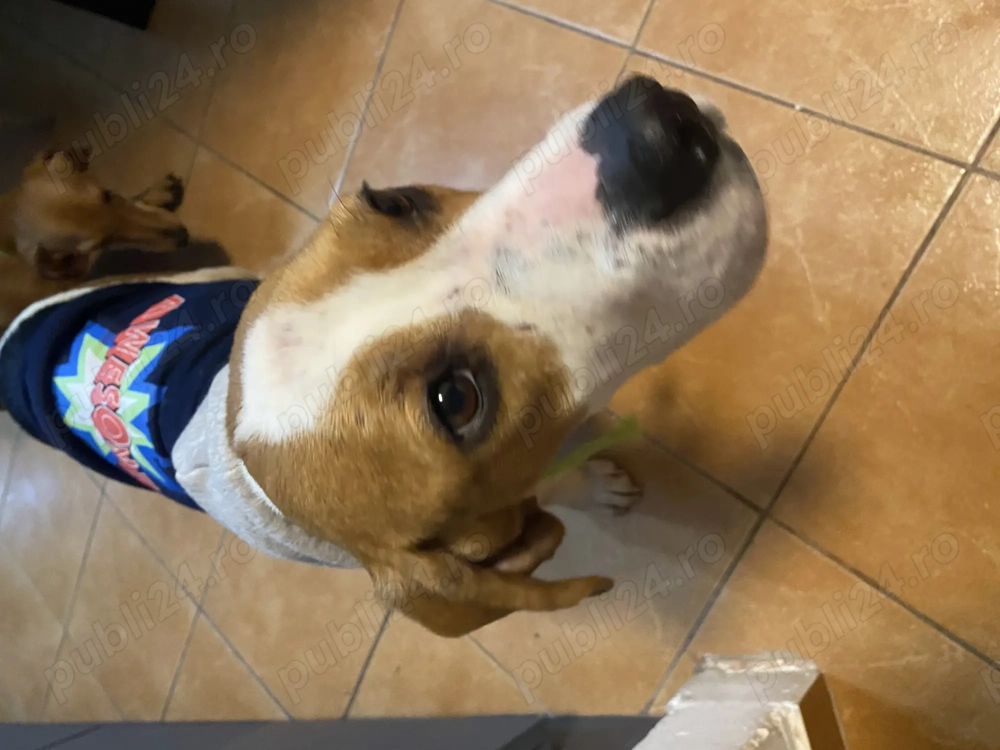 Donație- Beagle tricolor, femela, 4 ani