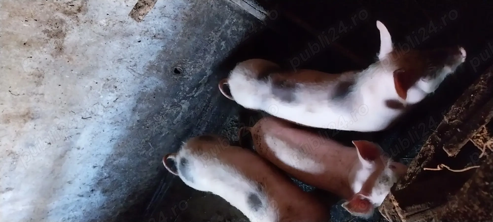 Vând porci și purcei 