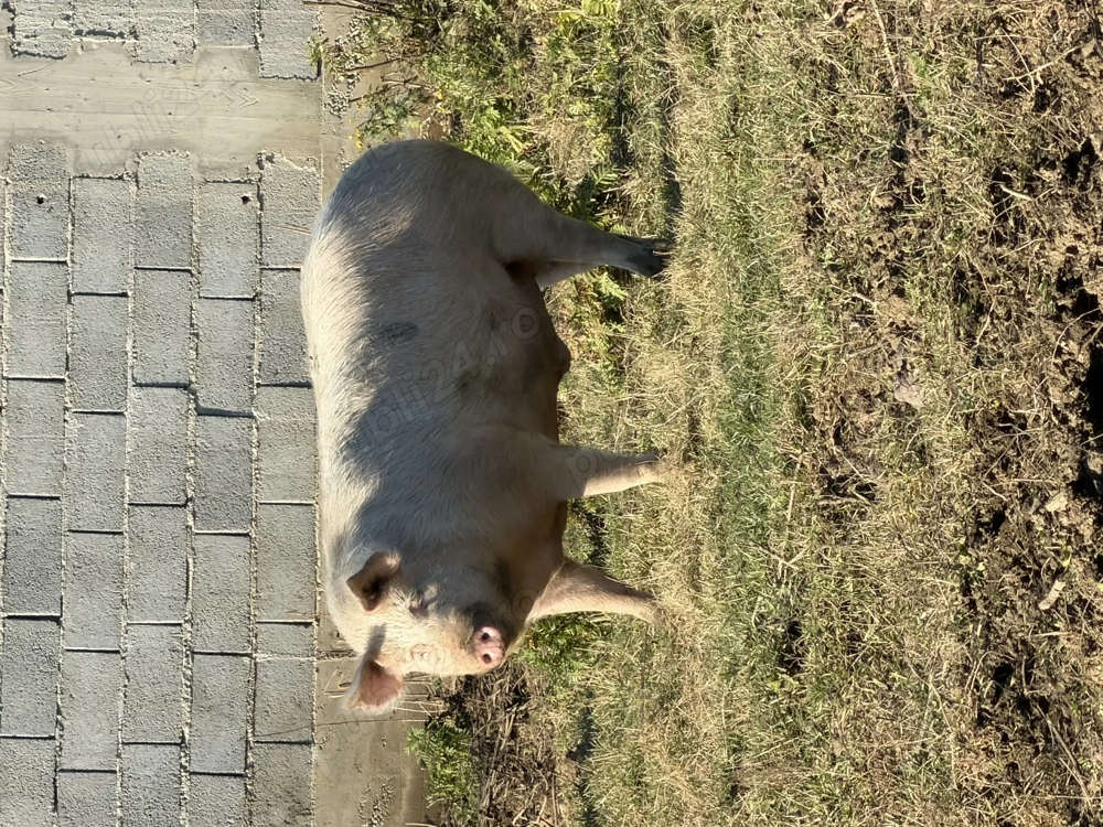 De vanzare purcel 200 kg crescut natural